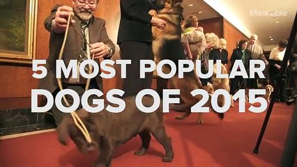 5 Most Popular Dog Breeds in America (FULL HD)