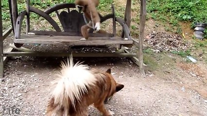 Funny monkey playing with girl, dog, pig