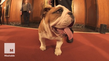 5 Most Popular Dog Breeds of 2015