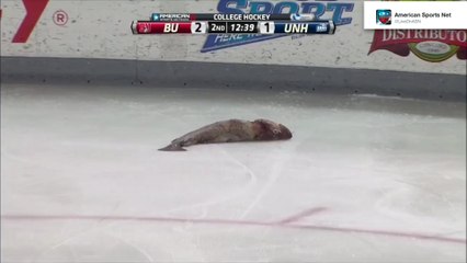 Bizarre Fish Toss Tradition Goes Awry