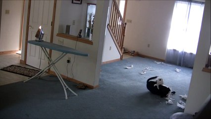 Isabella home alone [FUNNY DOG VIDEO]