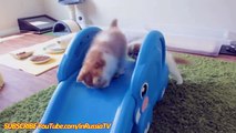 FUNNY VIDEOS Funny Cats Funny Kitty Funny Videos Kitten Compilation Cat Funny Videos