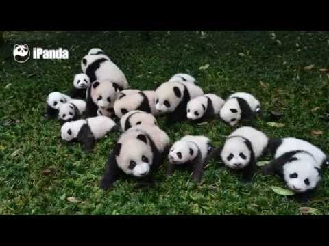 Cuddly Newborn Pandas Make Their Public Debut