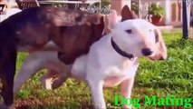 Funny Animals Videos - Funny Animal Mating, Dog Mating, Funny animal compilation 2015