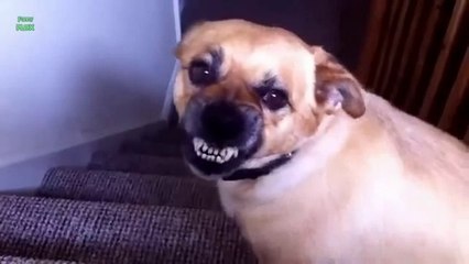 Funny Dogs Smiling Compilation 2014