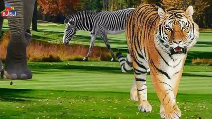 Animals Finger Family Kids Nursery Rhymes - Cartoon Animals Finger Family Rhyme for Children