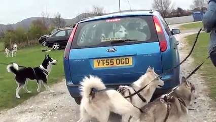 Husky camp Building a husky camp