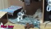 Husky Mom Playing With Her Puppies
