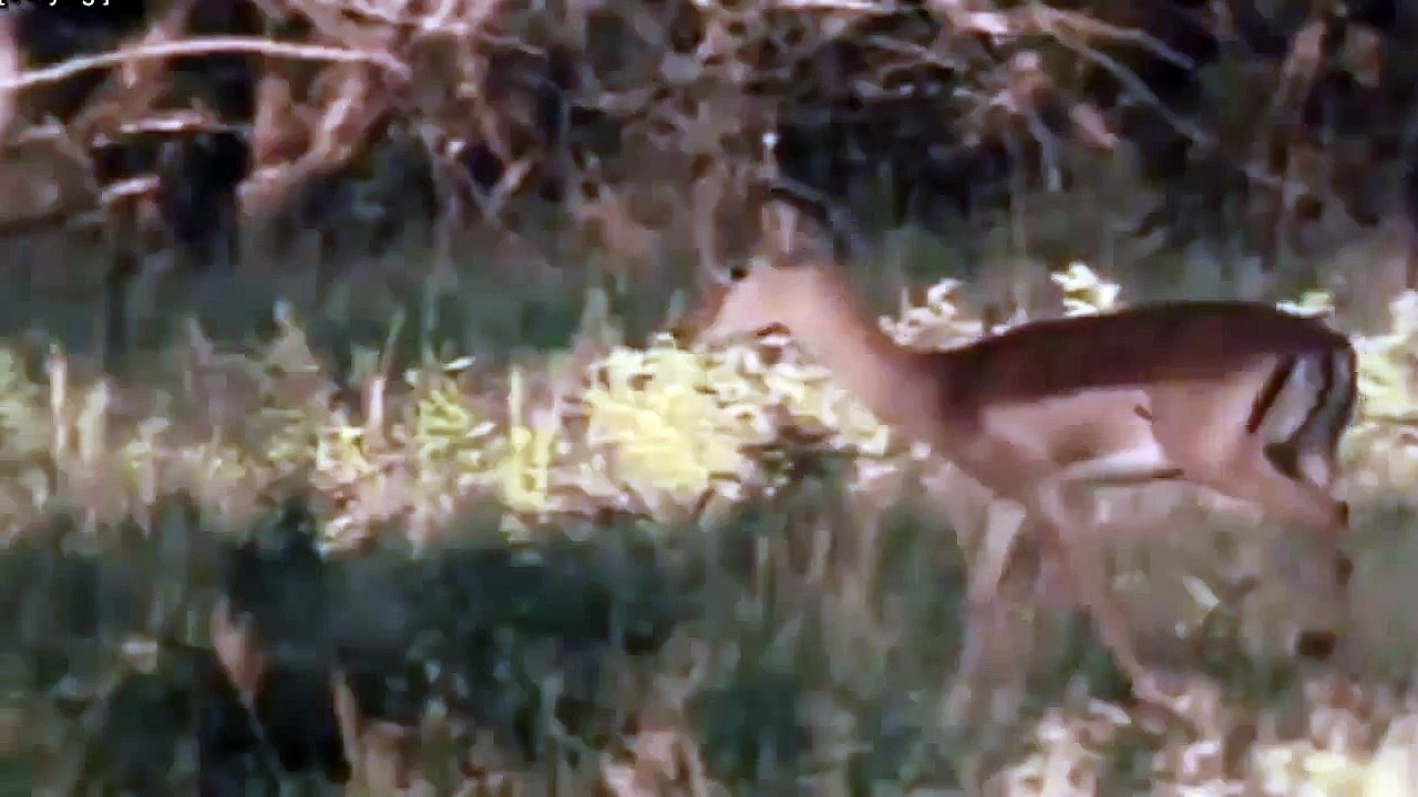 Leopard Vs VENADOS[ EXCLUSIVO ] Animales Ataque de la Fauna silvestre Documental - 2016
