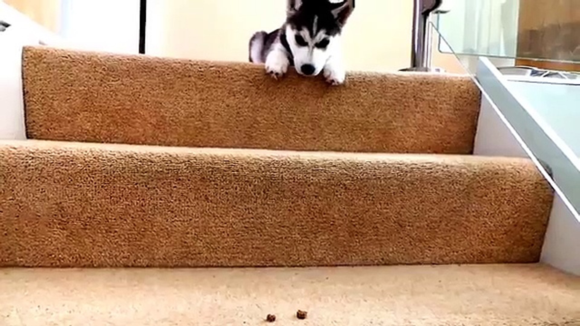 ⁣Husky Puppy Trying To Walk Down Stairs