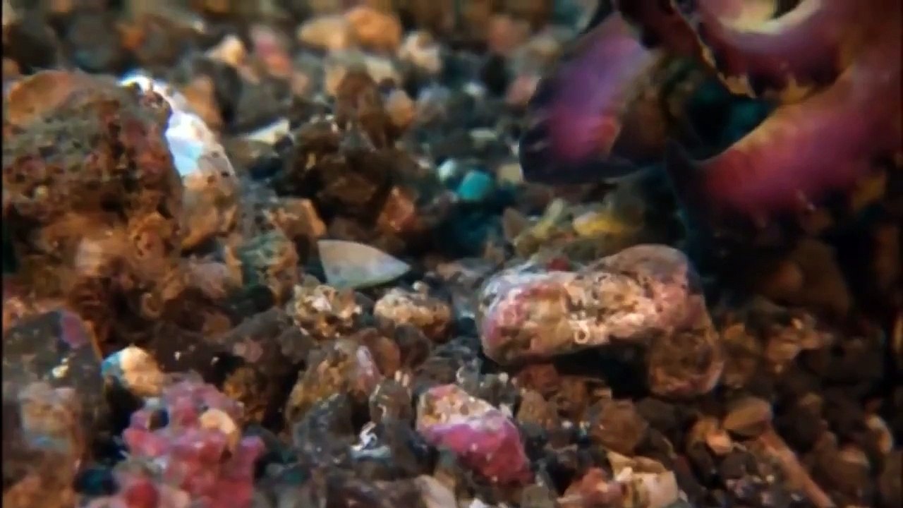 Animal Documental 2016| Océano Monstruos| Documental Sobre La Naturaleza - 2016