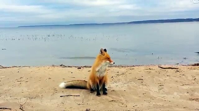 Wild fox casually approaches humans for food