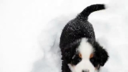 Josie- 9 week old  Dog Pup Playing in Snow