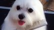 Maltese Dog Flaps Ears while Being Groomed