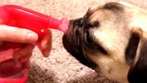 Pug discovers new source of water
