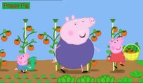 Peppa Pig English Episodes - 37 Lunch