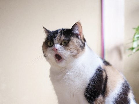 Кошки: Люди где-то рядом