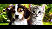 Cats and Dogs in Love Part 1 | Multi Funny Cat Videos (FULL HD)