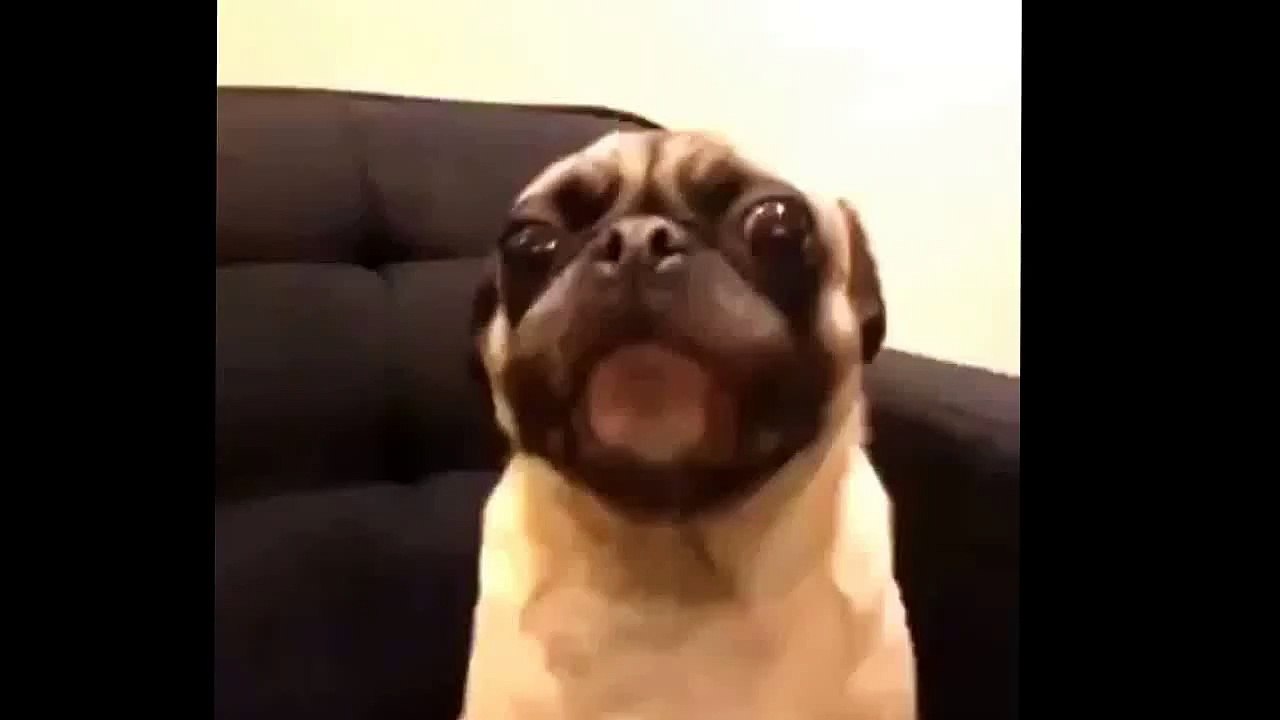 I love you pug vine