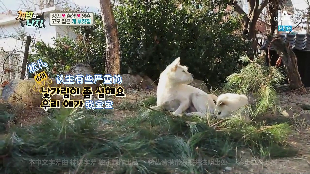 [神迹字幕]160219 给狗粮的男人 E10 强仁cut 普效中字
