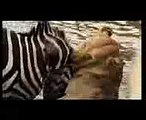 Zebra Drowning a Lion