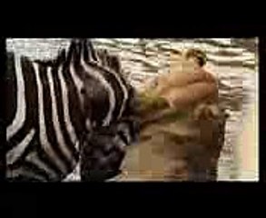 Zebra Drowning a Lion