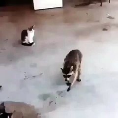 Прикол Енот украл