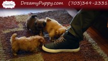 Dreamy Puppys puppies - Are you Looking