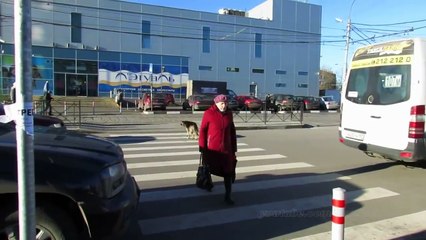 Подборка Правильные пешеходы