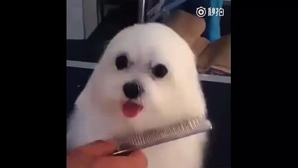 Cute Dog Gets Mistaken For A Seal Pup