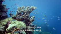 الحاجز المرجاني العظيم مع ديفيد أتينبورو الحلقه الاولى البنائون