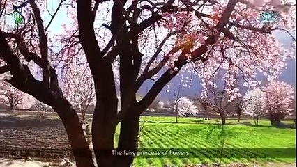 A song dedicated to Gilgit-Baltistan-شفقت امانت علی خان کی دلکش آواز، اور گلگت بلتستان کی خوبصورت وادیاں اور سبزہ زار