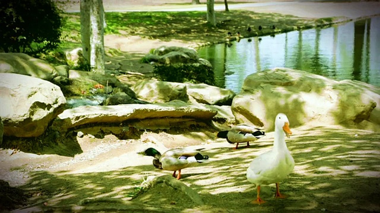 Gluten Free Duck