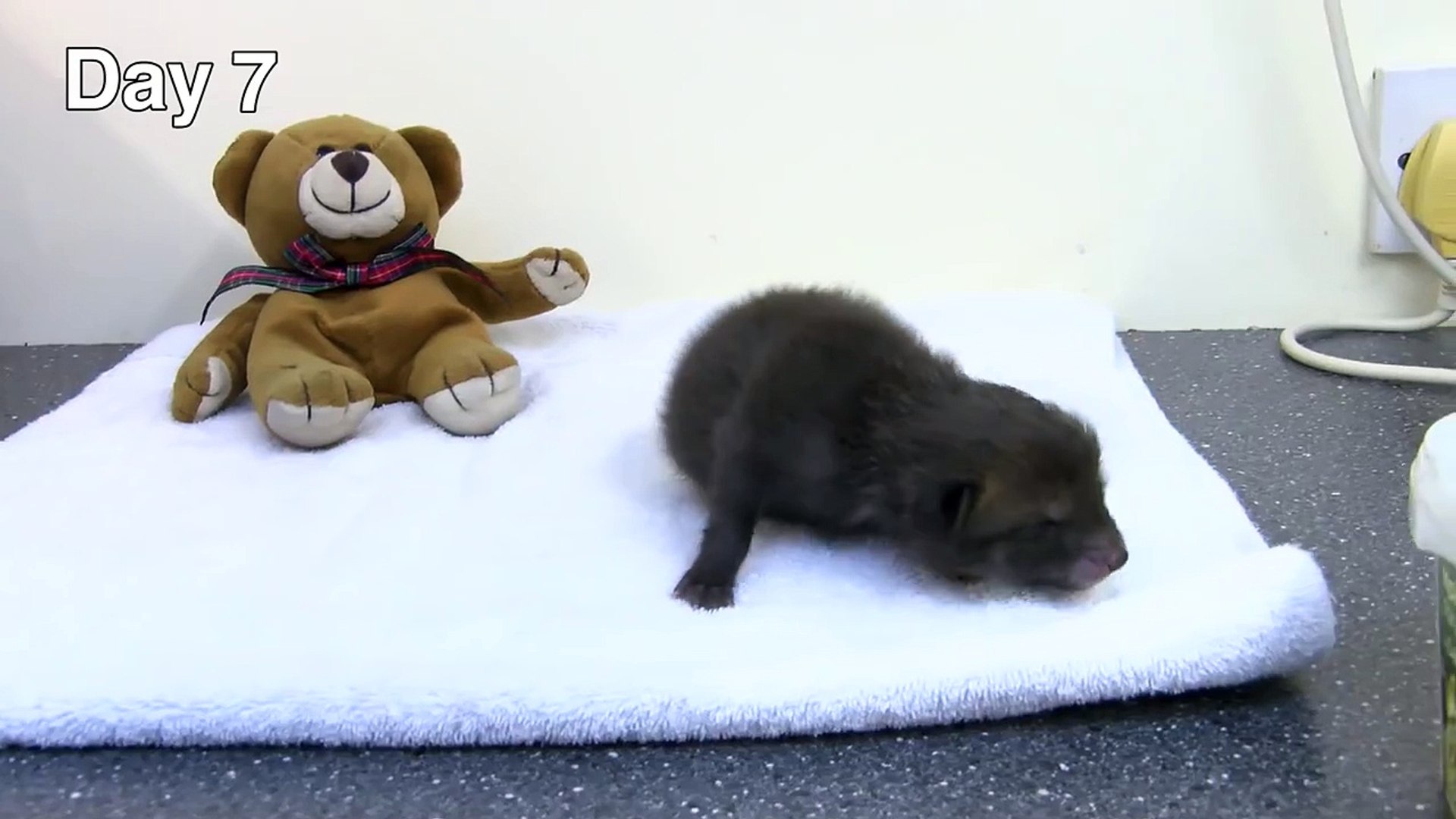 Les 35 Premiers Jours D Un Bebe Renard Video Dailymotion