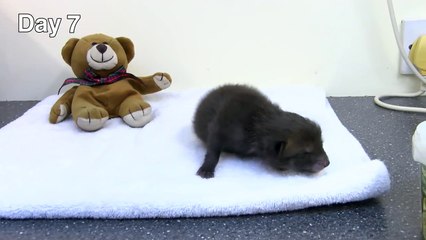Les 35 premiers jours d'un bébé renard