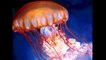 Что такое медузы. Мультик про медузы для малышей. Развивающий мультик для самых маленьких