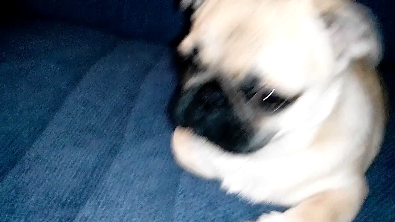 Pug crying Vine 2014