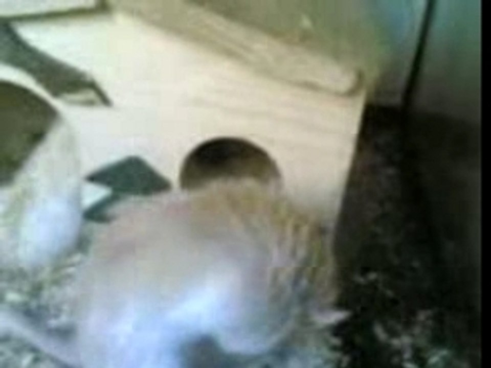 mes gerbilles adorées