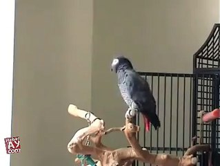 Amazing Parrot Awesome video for Parrot Lovers