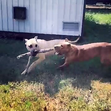 Dog Tackles Other Dog for Stick