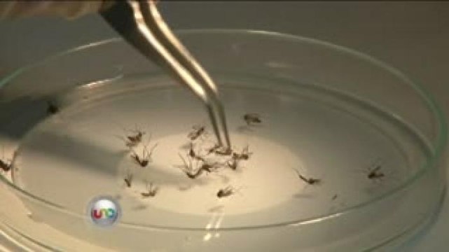 Ssa va contra Zika e influenza