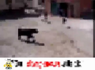 bull fighting with men