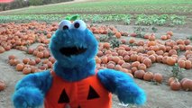Cookie Monster Goes To a Pumpkin Farm Sesame Street Pumpkin Patch Pig Races