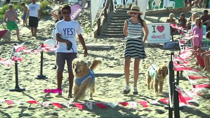 Desfile de Mascotas en "San Perruntín" -  Yes ! Playa Canina