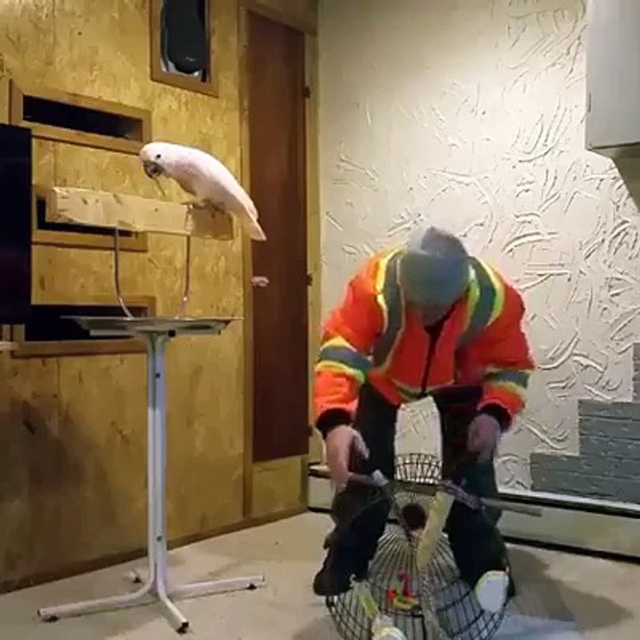 الببغاء عندما يغضب
