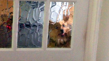 Amazing Funny dog asks for help - Funny dog compilation