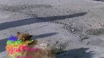 bearded dog - funny pomeranian - funny dogs [NEW HD]
