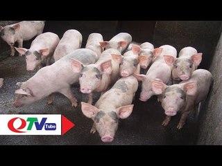 Lỏng lẻo quản lý chất cấm trong chăn nuôi | QTV