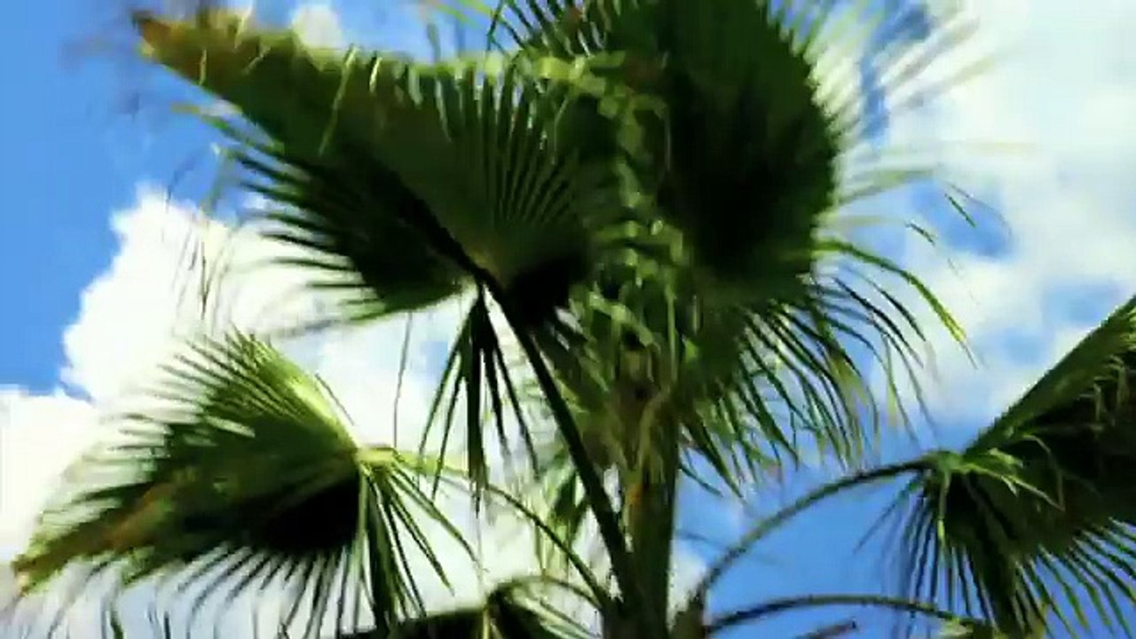 Gabriel Davi Beautiful (Official Video)