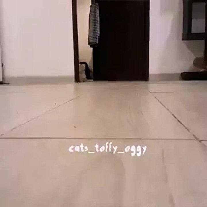 kity